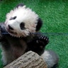 Yuan Meng, a four-month-old baby panda, inside his enclosure at the Beauval zoo in Saint-Aignan-sur-Cher, France, December 4, 2017