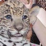 jaguar_zoologico_centenario