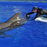 Stranded Pilot Whale