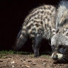 African Civet by Will Burrard-Lucas (Adult Winner)
