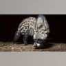 African Civet by Will Burrard-Lucas (Adult Winner)