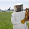 airport_honeybees