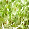 Sprouts