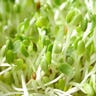 Alfalfa Sprouts