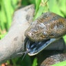 Green Anaconda