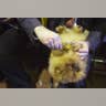 And Even More Grooming