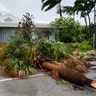 A fallen palm tree is seen in a residential neighborhood  in Fort Lauderdale, Fla., as Hurricane Irma blows in Sunday