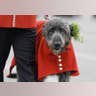 Domhnall the Irish Wolfhound wears a shamrock after being presented it by Kate Middleton