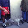 Mike Tyson's Tigers