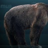 Short-Faced Bear