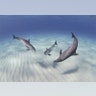 atlantic_spotted_dolphins