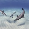 atlantic_spotted_dolphins