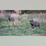 safari_wort_hoga
