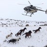 Wild horses are herded into corrals by a helicopter during a Bureau of Land Management round-up outside Milford, Utah.