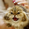 An expert holds a cat during the 