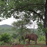 Brazil_elephant_sanctuary_top3
