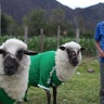 Colombia_Soccer_Sheep__3_