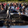 Volunteers attend to some of the hundreds of stranded pilot whales still alive in New Zealand.