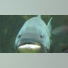 Asian_Carp_FNC