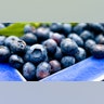 Blueberries