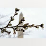 Washington's famed cherry blossoms are covered in ice during a late winter storm.