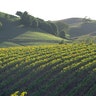 bachelor_sonoma