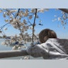 Cherry_Blossom_032