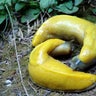 banana_slugs