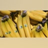 bananas