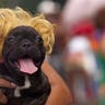 Dog_Rio_Carnival_2