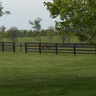 Horse_in_Pasture__Three_Chimneys_Farm