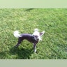 Ugly_Dog_2013___Monkey_Man