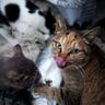 Cat_Island_8