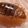 bed_bugs_pierce