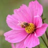 bee_pollinates_a_flower