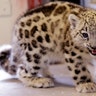 Aibek, a 2½-month-old male snow leopard cub is let into an outdoor exhibit at the Woodland Park Zoo, September 19, 2017, in Seattle