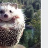 Biddy the Hedgehog