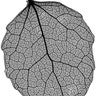 Aspen Leaf