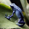 blue frog