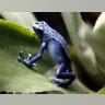 blue frog