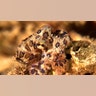 Blue-ringed octopus