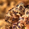 Blue-ringed octopus