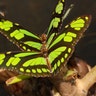 Bolivian butterfly7