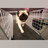 Trouble__a_Pug