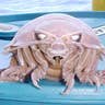 Giant_Isopod_4