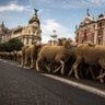 Spain_Sheep_Crossing_Garc_3_