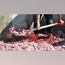 Goat_remains_shovel_Latino