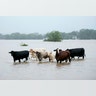 Cattle are stranded in a flooded pasture on Highway 71 in La Grange, Texas, Monday