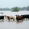 Cattle are stranded in a flooded pasture on Highway 71 in La Grange, Texas, Monday
