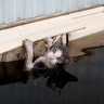 A cat clings to the side of a trailer in flood waters before it was saved in the aftermath of Hurricane Florence in Burgaw, N.C. on Monday.
